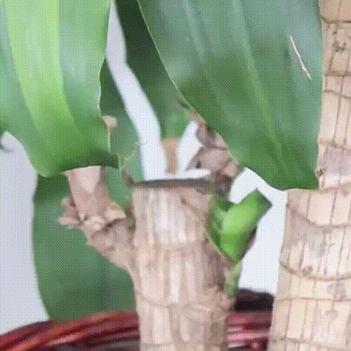 Smart Wireless Mini Camera